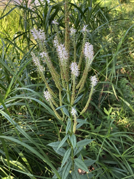 Spikes of small white florets rise above a stem with distinctive whorls ...